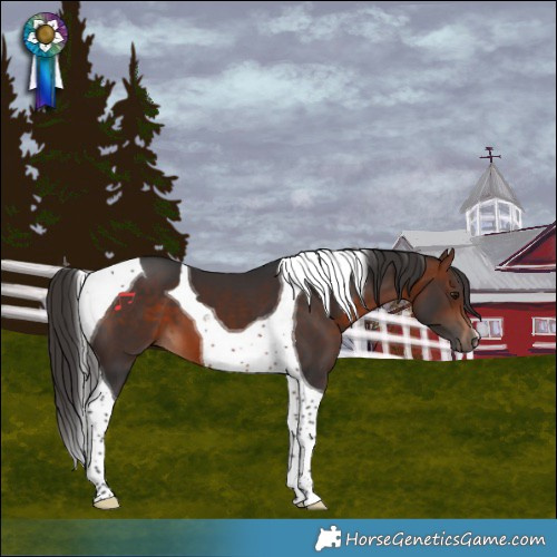 Horse Color:Bay Tobiano 