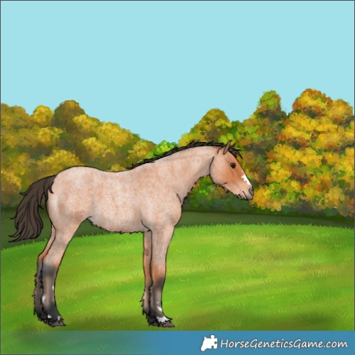 Horse Color:Bay Roan 