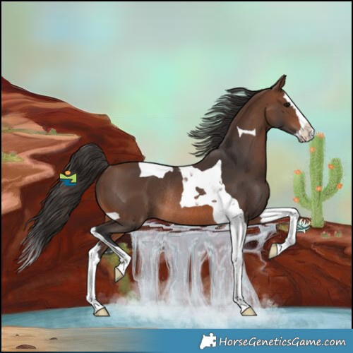 Horse Color:Brown Splash Tobiano Rabicano 