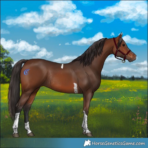 Horse Color:Brown Tobiano Rabicano 