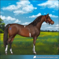 Horse Color:Brown Tobiano Rabicano
