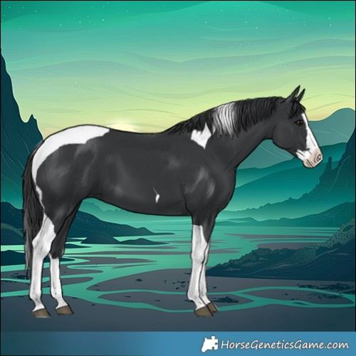Horse Color:Black Splash Tobiano