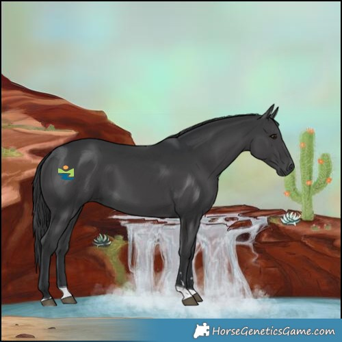Horse Color:Black Tobiano