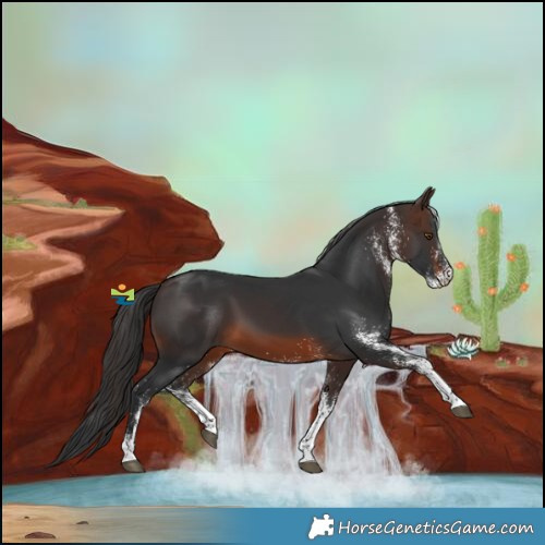 Horse Color:White Spotted Brown 