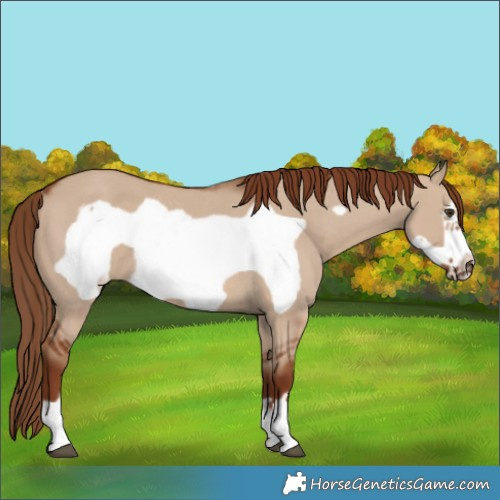 Horse Color:Red Dun Frame Rabicano 