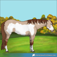 Horse Color:Red Dun Frame Rabicano 