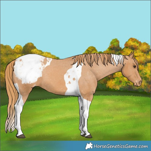 Horse Color:Chestnut Tobiano Appaloosa