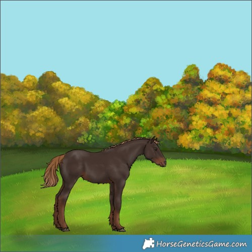 Horse Color:Liver Chestnut