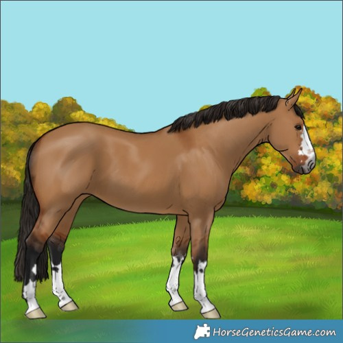 Horse Color:Gray Bay Dun 