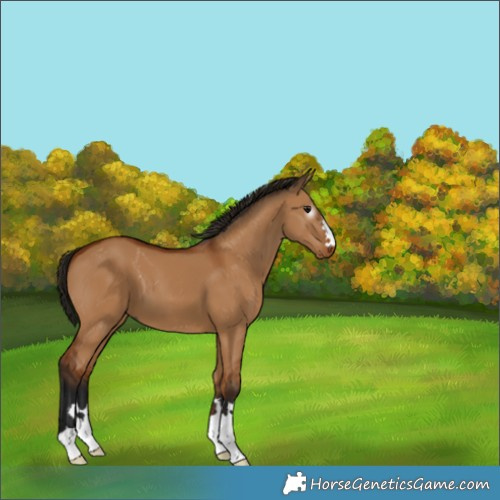 Horse Color:Gray Bay Dun