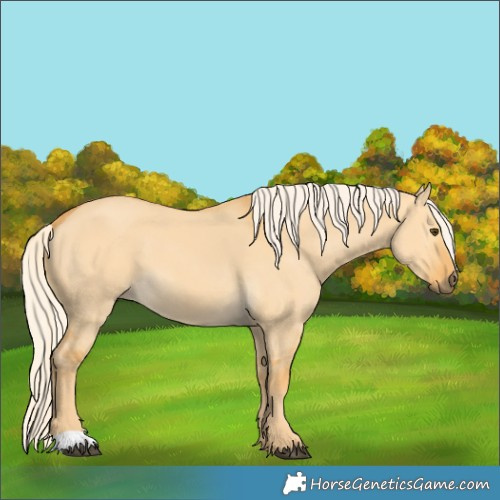 Horse Color:Palomino Dun 