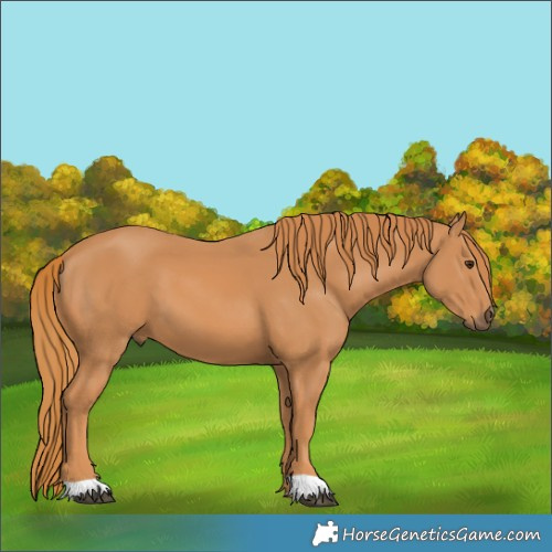 Horse Color:Chestnut 