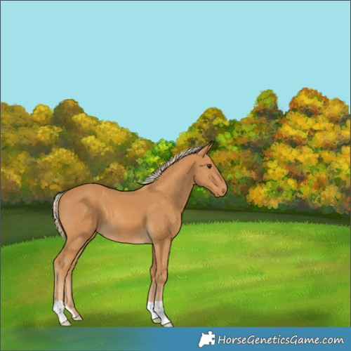 Horse Color:Palomino