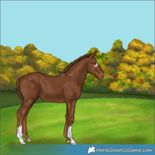 Horse Color:Gray Chestnut