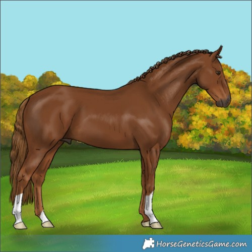 Horse Color:Gray Chestnut