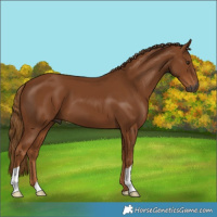 Horse Color:Gray Chestnut