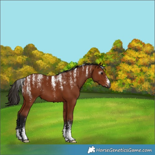 Horse Color:Powder White Gray Bay 