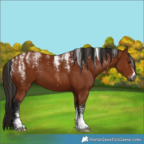 Horse Color:Powder White Gray Bay 