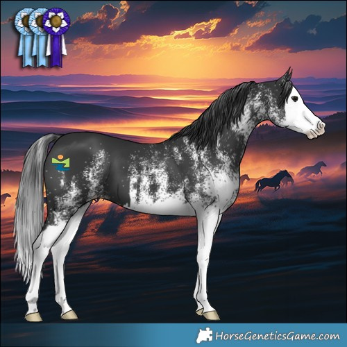 Horse Color:White Spotted Black Splash