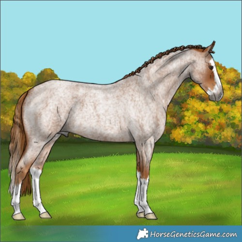 Horse Color:Gray Red Roan Splash 