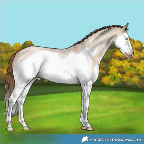 Horse Color:Red Dun Roan Splash Frame Rabicano