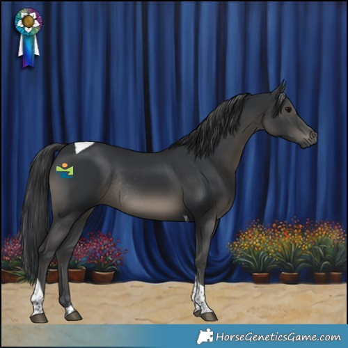 Horse Color:Black Tobiano Rabicano