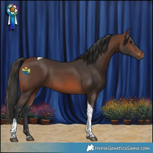 Horse Color:Brown Tobiano