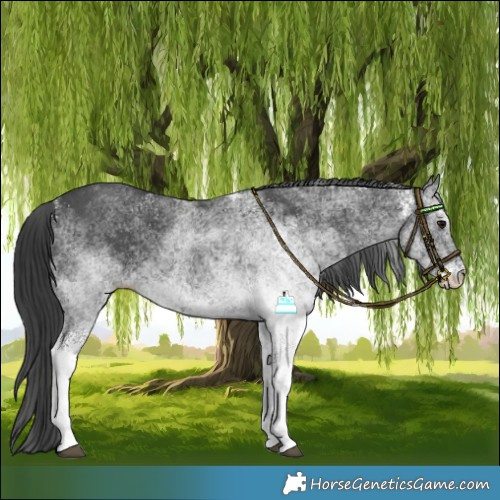 Horse Color:White Spotted Black 