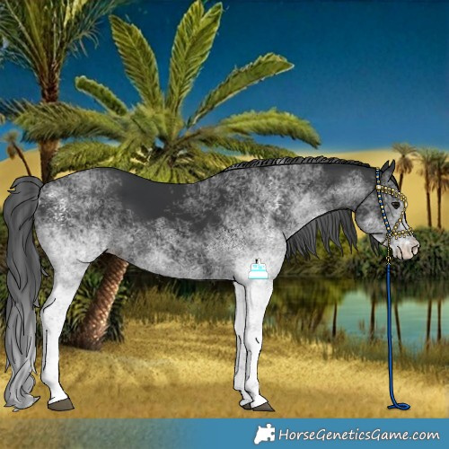 Horse Color:White Spotted Black Rabicano 