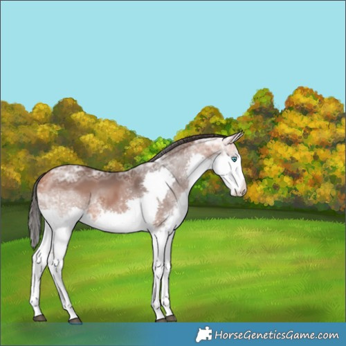 Horse Color:Bay Ice Sabino Splash 