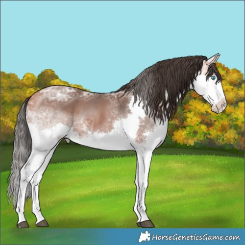 Horse Color:Bay Ice Sabino Splash 