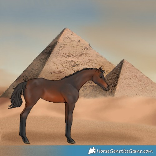 Horse Color:Brown Rabicano
