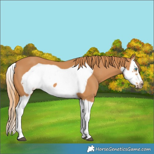 Horse Color:Chestnut Splash Frame 