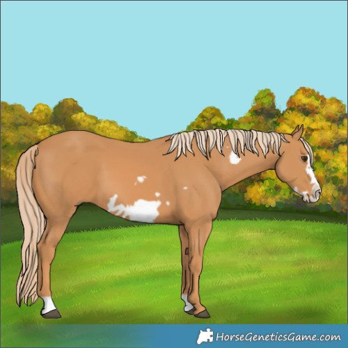 Horse Color:Chestnut Frame