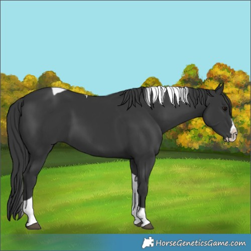Horse Color:Black Splash Tobiano 