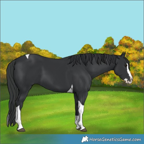 Horse Color:Black Splash Tobiano 