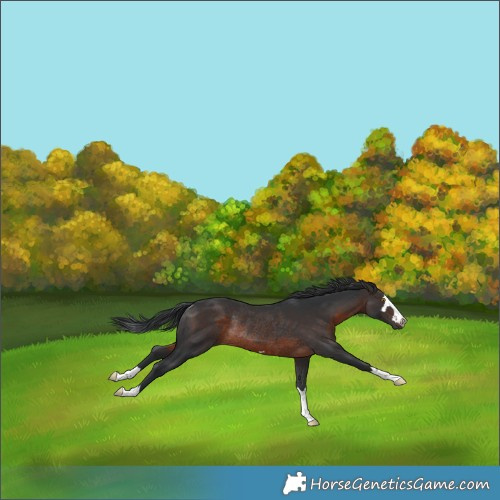 Horse Color:Brown Rabicano 