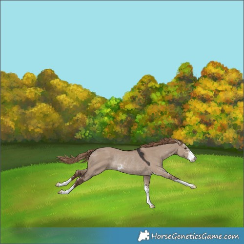 Horse Color:Liver Red Dun Sabino Rabicano  and Classic Champagne Dun 