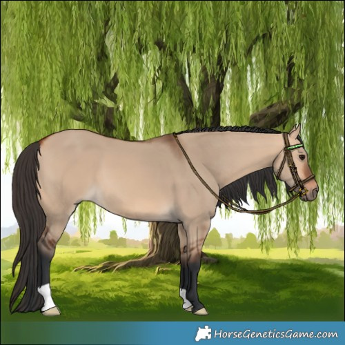Horse Color:Bay Dun
