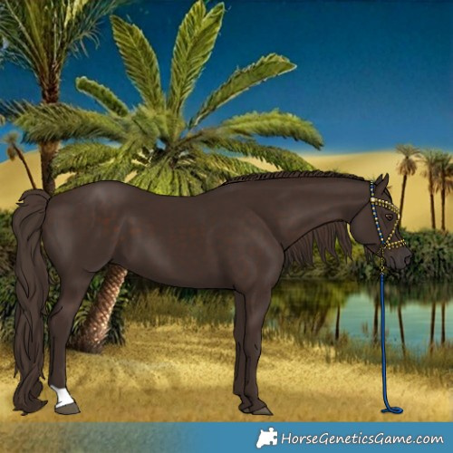 Horse Color:Liver Chestnut 