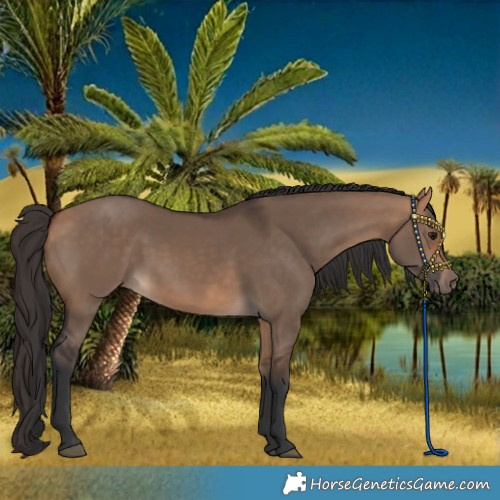 Horse Color:Bay Dun 