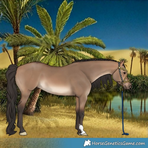 Horse Color:Bay Dun