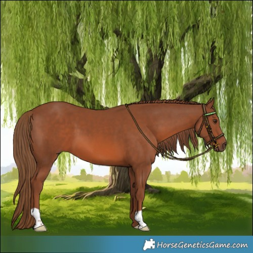 Horse Color:Chestnut 