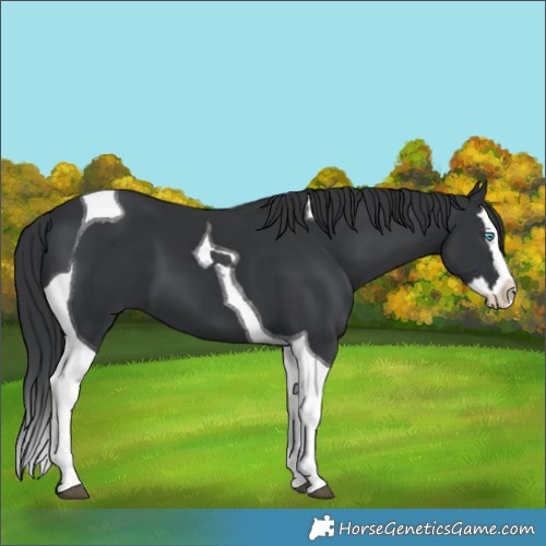 Horse Color:Black Splash Tobiano