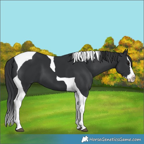 Horse Color:Black Splash Tobiano