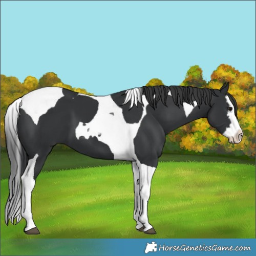 Horse Color:Black Splash Tobiano 