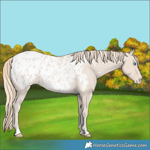 Horse Color:Smoky Creme Blanket
