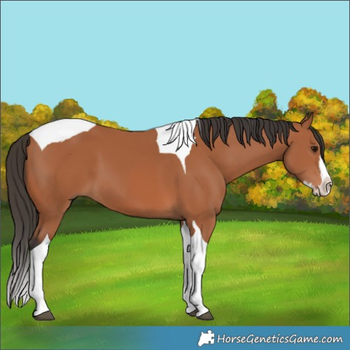 Horse Color:Bay Splash Tobiano