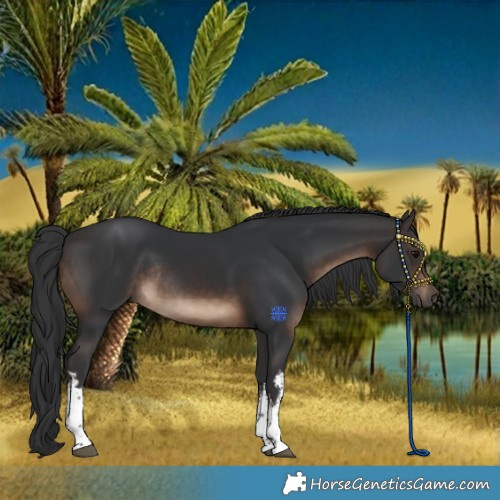 Horse Color:White Spotted Brown Rabicano 