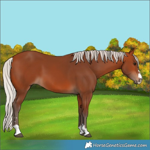 Horse Color:Silver Bay 